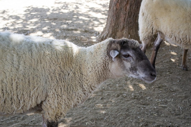 Multiple fluffy sheep on a farm