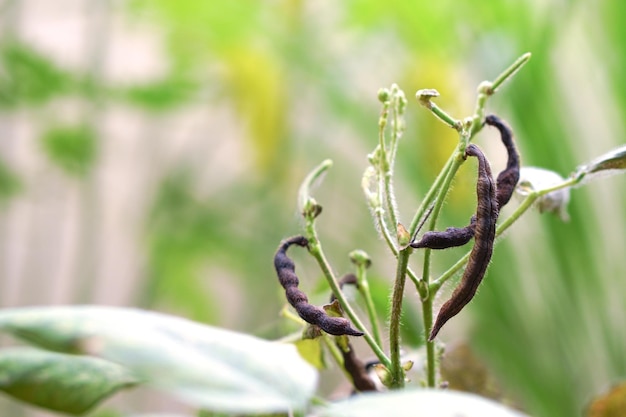 Mung bean plant with ripe green pea pods Mung Bean pod is a plant in the legume family