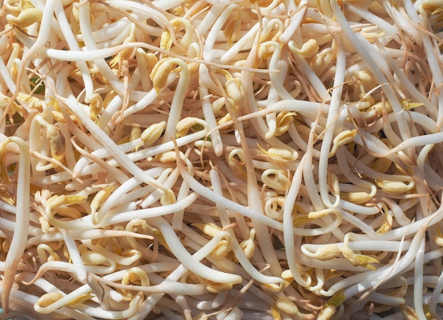 Mung bean sprouts vegetables