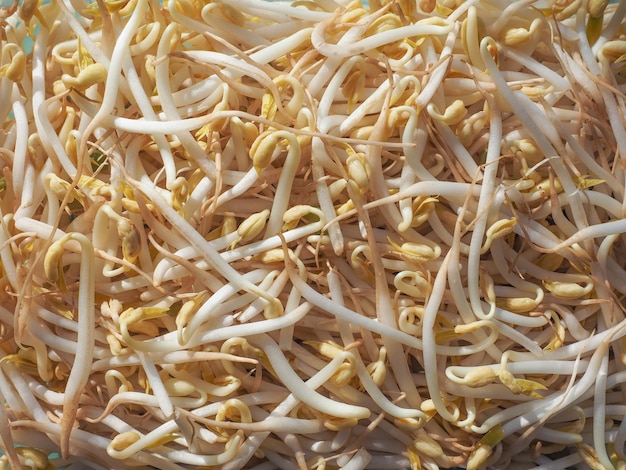 Mung bean sprouts vegetables