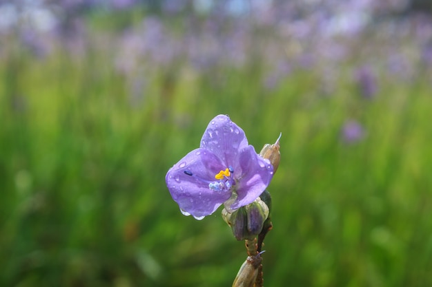 Murdannia giganteum, Thai purple flower and Pine forest 