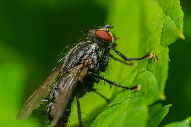 Musca autumnalis the face fly or autumn housefly is a pest of cattle and horses selective focus imag