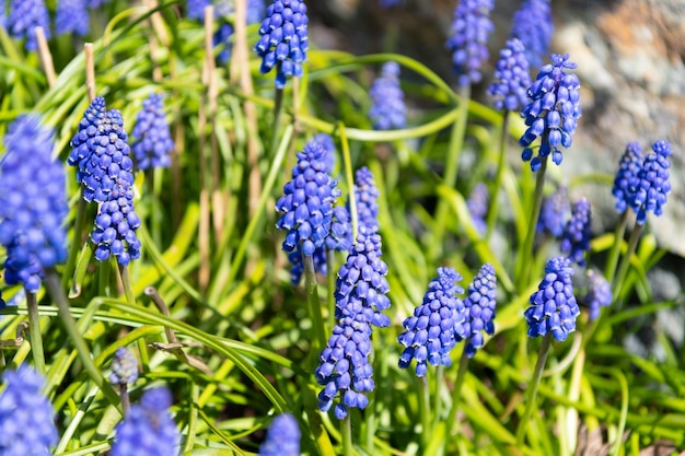 Muscari flower blossoming spring nature in bloom