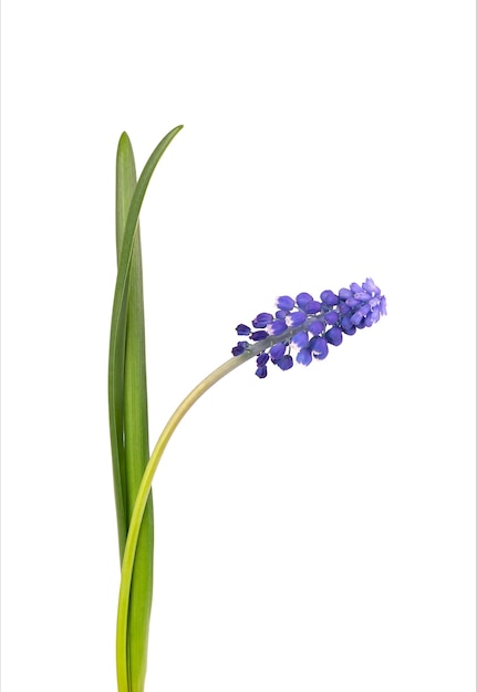 Muscari flower isolated on white background. Grape Hyacinth. Beautiful spring flowers.