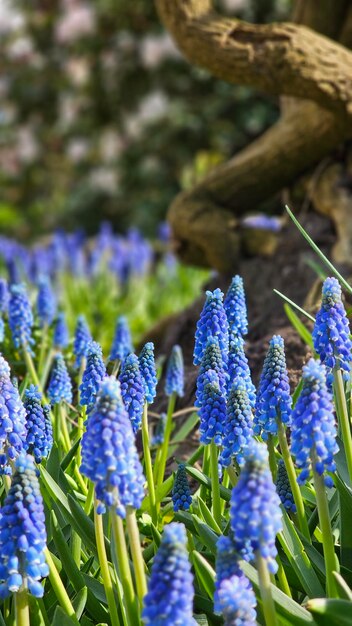 Muscari flowers Beautiful blue flowers among the grass Spring blue flowers