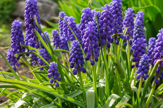 Muscari flowers Field of blue flowers