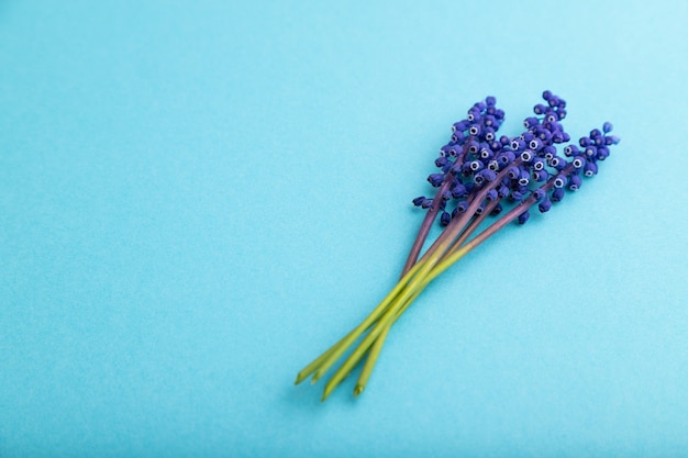 Muscari or murine hyacinth flowers on blue pastel background. side view, copy space, still life. 