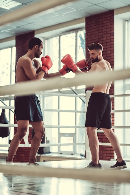 Muscular boxers with bare torsos are practicing fight.