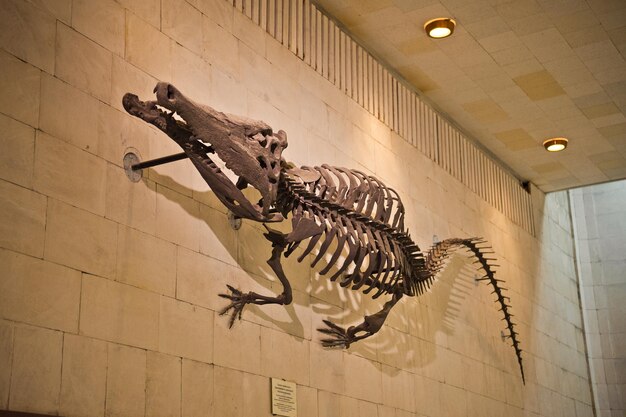 Photo museum of paleontology in moscow 8153