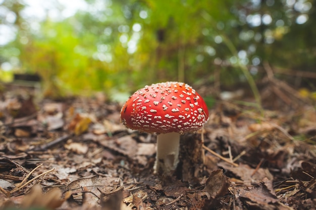 Mushroom against blurred plants