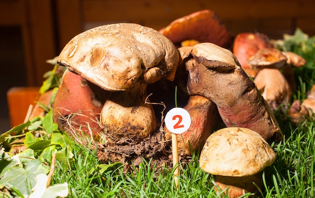 Mushroom Agaricus essettei 