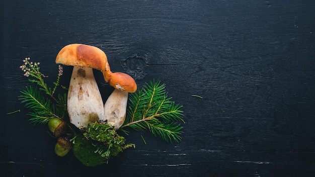 Mushroom Boletus. Fresh forest mushrooms on a black wooden background. Top view. Free space for text.