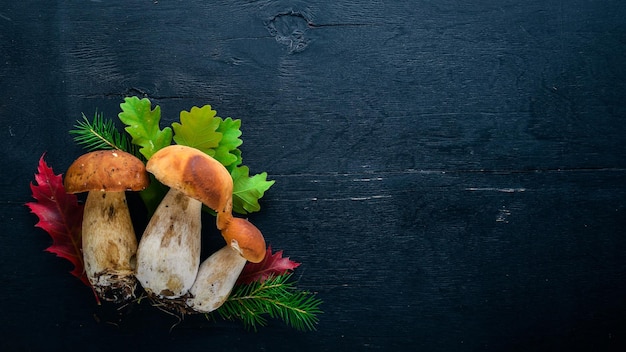 Mushroom Boletus Fresh forest mushrooms on a black wooden background Top view Free space for text