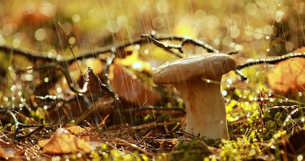 Mushroom Boletus In a Sunny forest in the rain. Boletus is a genus of mushroom-producing fungi, comprising over 100 species.