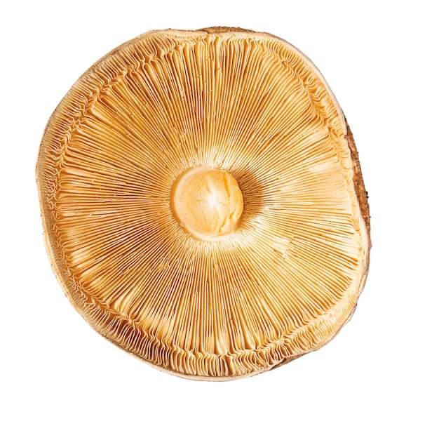 Mushroom cap autumn champignon bottom view isolate on white background