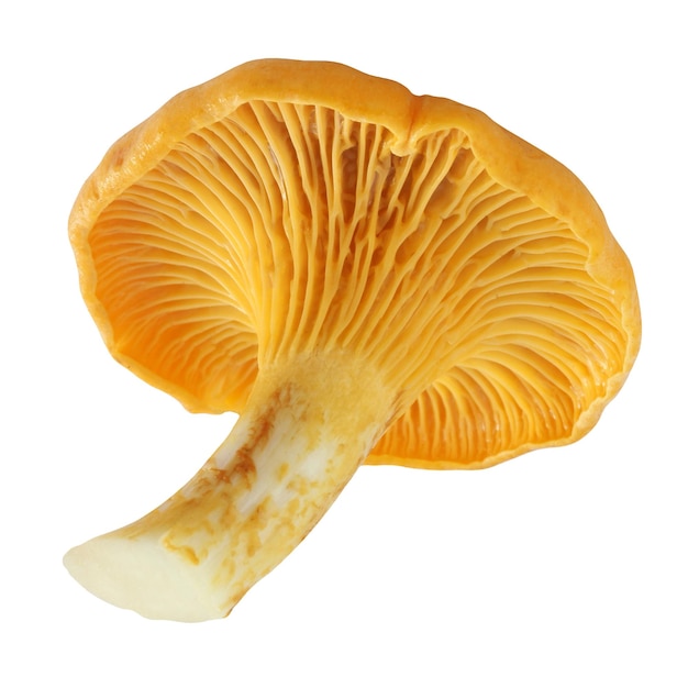 Mushroom chanterelle ordinary isolated on a white background