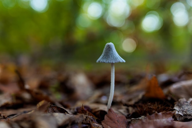 Mushroom in a chestnut forest.