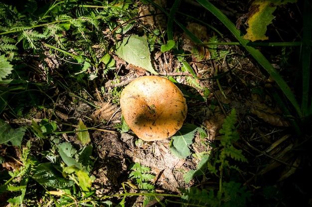 Mushroom closeup view in a mountain forest Haute Savoie France