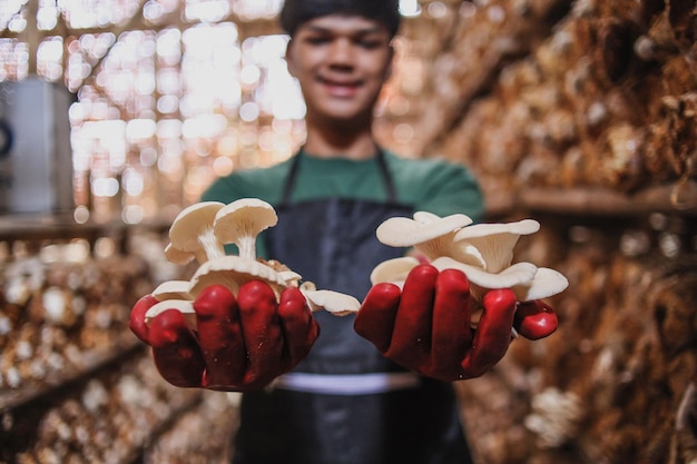 Mushroom Farm Business Owner Holding Sack of Oyster Mushroom from Harvesting Mushroom.