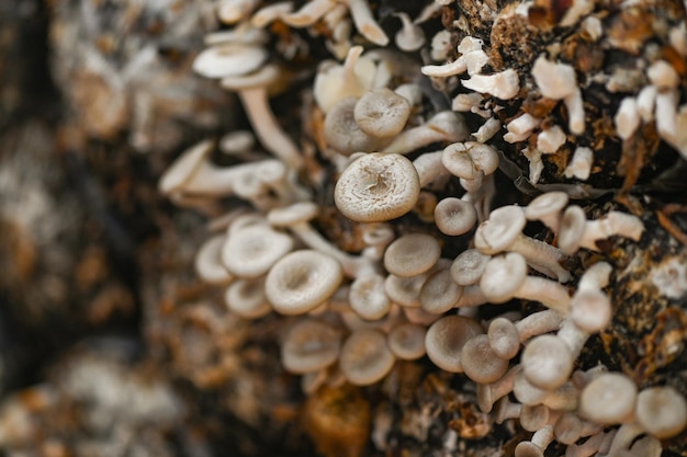 Mushroom farm with fresh mushroom growing on mushroom spawn Lentinus squarrosulus