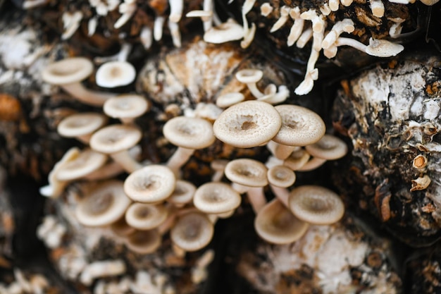 Mushroom farm with fresh mushroom growing on mushroom spawn Lentinus squarrosulus