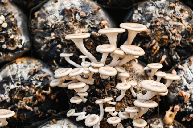 Mushroom farm with fresh mushroom growing on mushroom spawn Lentinus squarrosulus