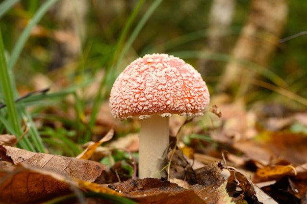 Mushroom fly agaric in grass on autumn forest. toxic and hallucinogen red poisonous amanita muscaria fungus macro close up in natural environment