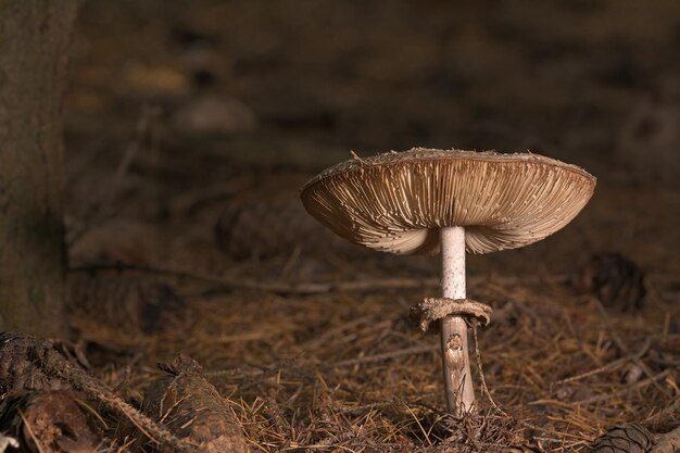 mushroom in the forest on field