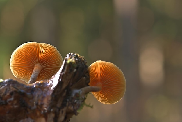 mushroom in the forest on free