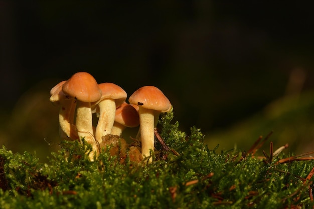 mushroom in the forest on grass