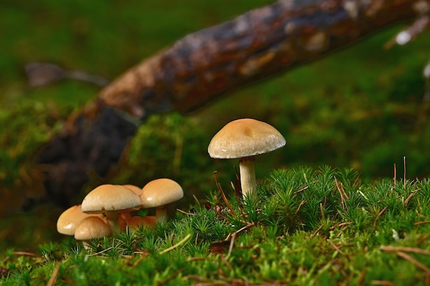 mushroom in the forest on grass