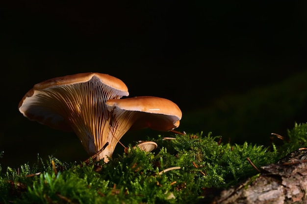 mushroom in the forest on grass