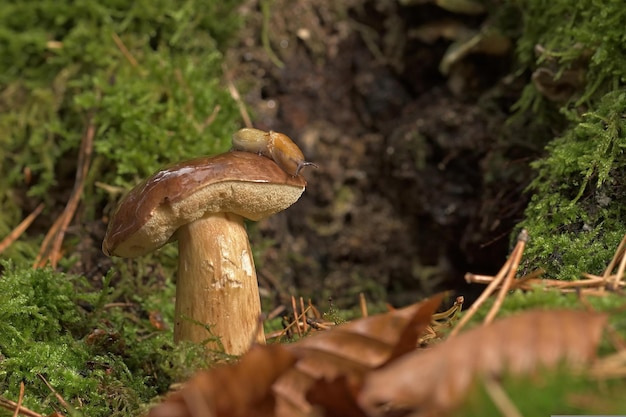 mushroom in the forest on grass