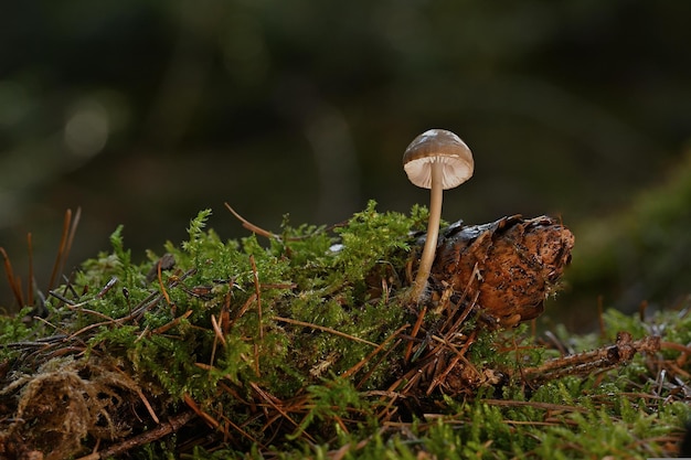 mushroom in the forest