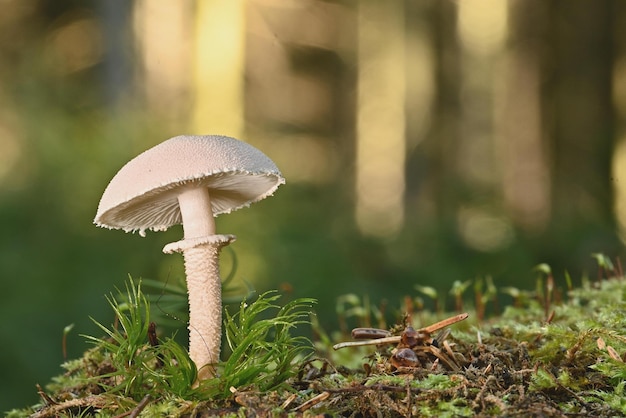 mushroom in the forest