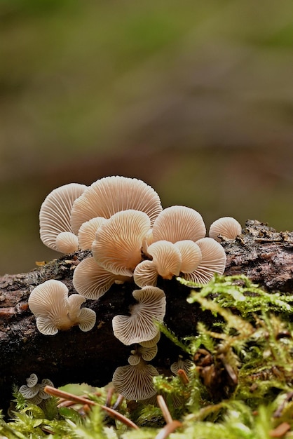 mushroom in the forest