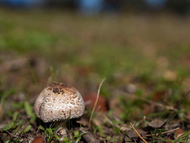 Mushroom in the grass