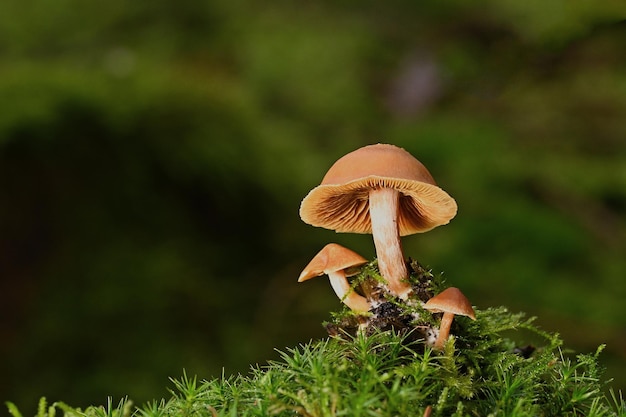 mushroom in the grass