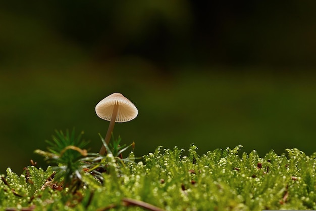 mushroom on the grass