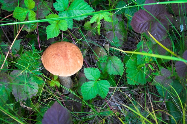 Mushroom in green grass