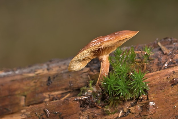 A mushroom on a log with moss and moss