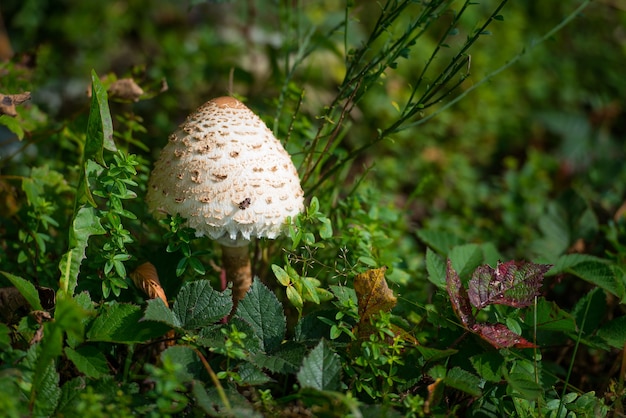 Mushroom Macrolepiota procera in the meadow