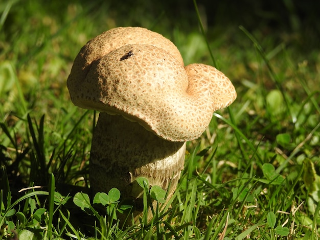 A mushroom in the middle of the clovers