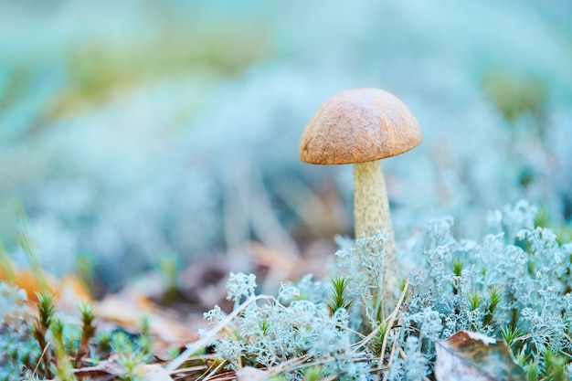 Mushroom in moss lichen