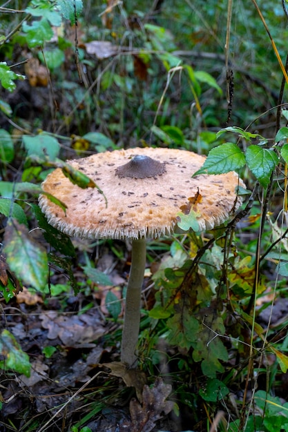 Mushroom in a natural background . High quality photo