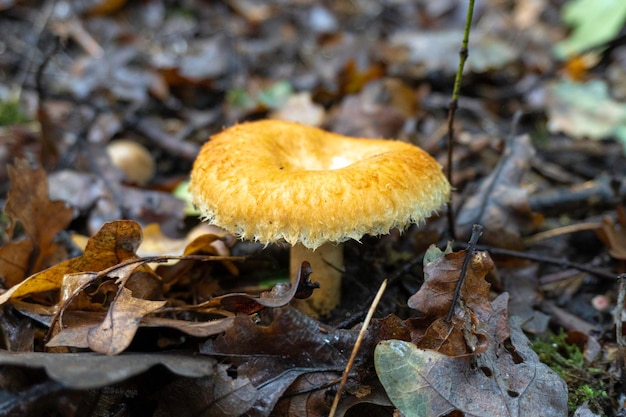 Mushroom in a natural background . High quality photo