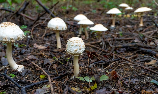 Mushroom in a natural background . High quality photo