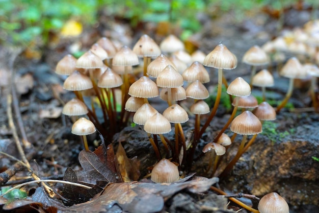 Mushroom in a natural background . High quality photo