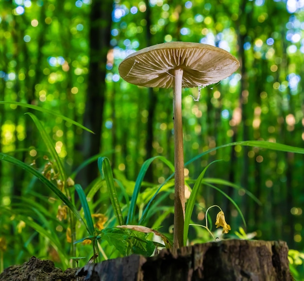 mushroom in the natural environment in the forest