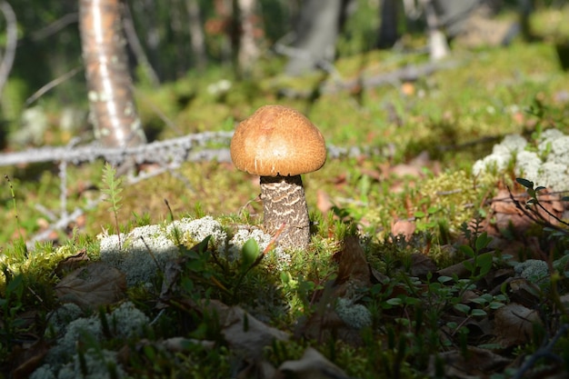 Mushroom orangecap boletus growing in the grass